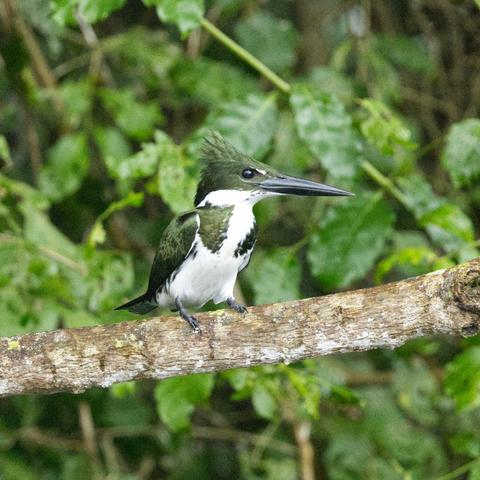 Ein weiblicher Amazonasfischer (Chloroceryle amazona) steht auf einem Ast. Der Beobachter sieht ihn Halbprofil. Der Kopf ist nach links gewendet.
Der Amazonasfischer hat die typische Eisvogelform mit einem kurzen Schwanz und langem Schnabel. Oberseits ist er metallisch grün gefärbt, der Nacken und die Kehle sind weiß. Der weiße Bauch weist an den Flanken grüne Strichelungen auf. Die Brust des Männchens ist kastanienbraun, die des Weibchens weiß mit grünen Flecken an der Seite.