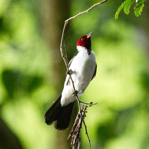 Ein Schwarzkehlkardinal (Paroaria gularis) turnt an einem abgestorbenen, hängenden Zweig herum. Der Betrachter sieht ihn von der Bauchseite. Der Vogel hält den Hals gereckt nach etwas oberhalb von ihm.
Der erwachsene Vogel ist 16,5 cm lang und wiegt etwa 22 g. Er hat einen purpurroten Kopf, schwärzliche Lider und Augenpartien und eine glänzend schwarze Oberseite, abgesehen von einem weißen Teilkragen, der sich von der weißen Unterseite über die Halsseiten erstreckt. Die Kehle ist schwarz und reicht bis zu einem Punkt auf der oberen Brust. Der Oberschnabel ist schwarz, der Unterschnabel blaß fleischfarben. Die Beine sind dunkelgrau (fast schwarz) und die Iris ist bräunlich-orange.