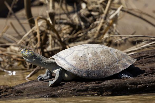 Eine Terekay-Schienenschildkröte (Podocnemis unifilis) steht mit hochgerecktem Hals auf einem Felsen am Ufer eines Flusses.
Die Tiere erreichen eine Länge von bis zu 45 cm und ein Gewicht von bis zu 8 Kilogramm. Die Männchen sind kleiner und leichter als die Weibchen. Der Rückenschild ist olivgrün bis bräunlich gefärbt. Die gelben Flecken auf dem Kopf sind kennzeichnend für die Art.