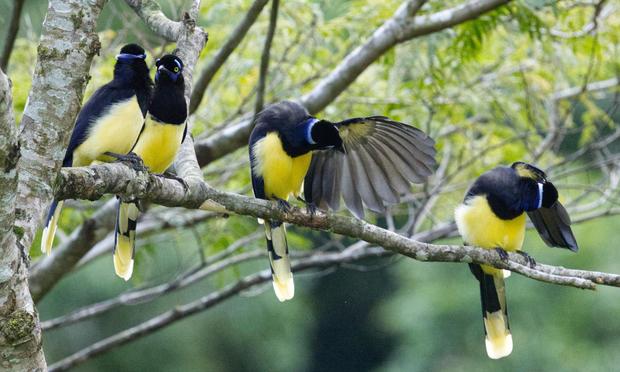 Vier Kappenblauraben (Cyanocorax chrysops) sitzen nebeneinander auf einem Ast. Die Vögel rechts schauen jeweils unter ihren linken Flügel. Die beiden anderen sehen sich an.
Der Kappenblaurabe erreicht eine Körperlänge von 36 cm. Der Kopf trägt eine Haube aus kurzen aufrecht stehenden Federn, die dem Vogel seinen deutschsprachigen Namen gibt. Sein Oberkopf, die Kehle und die obere Brust sind schwarz. Der Nacken und der hintere Oberkopf ist weißlich-blau, die Färbung geht am hinteren Nacken in ein dunkles violett über. Oberhalb und unter dem Auge befindet sich ein violett-blauer oder grünlich-blauer Fleck, der Fleck unter dem Auge verbindet sich mit dem violetten Wangenstreif.
Die Oberseite und die Flügel sind dunkel blauviolett, der Bauch ist cremefarben. Der moderat lange Schwanz ist an der Spitze leicht abgestuft, über das terminale Ende der Schwanzfedern verläuft ein breites blass gelbes bis weißliches Band.
Der Schnabel und die Füße sind schwärzlich, die Iris ist zitronengelb oder blaßgelb.