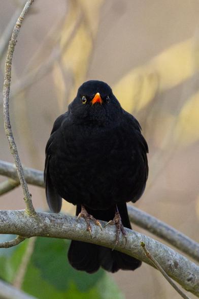 Eine auf einem Ast sitzende männliche Amsel (Turdus merula) von vorn aufgenommen. Der Vogel schaut den Betrachter mit beiden Augen an und läßt die Flügel etwas hängen.
Das Gefieder des Vogels ist komplett schwarz. Er hat einen orangefarbenen Schnabel, gelbe Augenringe und graubraune Beine.