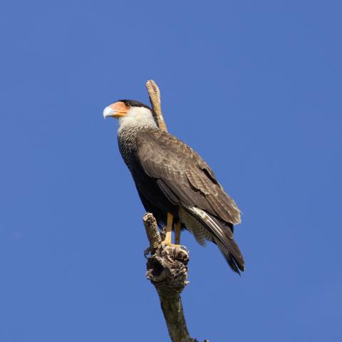 Ein Schopfkarakara (Caracara plancus) steht auf einem toten Ast. Der Betrachter sieht ihn im Profil und leicht von unten. Im Hintergrund nur blauer Himmel.
Der Schopfkarakara wird 54 bis 66 cm lang und erreicht eine Flügelspannweite von 108 bis 144 cm. Die Schwanzlänge beträgt 23 bis 28 cm.
Der Vogel ist größtenteils dunkelbraun gefärbt, mit schwarzem Scheitel, weißem Kopf und nacktem rotem Gesicht. Brust, Hals und der lange Schwanz sind schwarz und weiß gebändert. Der Schwanz endet in einem breiten schwarzen Band. Die Oberseiten der Flügel sind dunkelbraun. Der Schnabel ist blaugrau, die Iris braun, Beine und Füße sind gelb.