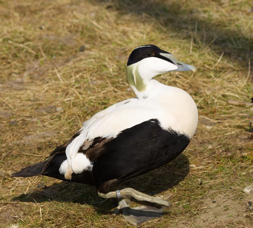 Eine männliche Eiderente (Somateria mollissima) läuft am Betrachter vorbei über eine Wiese.
Die Eiderente ist mit einer Körperlänge von durchschnittlich 58 Zentimetern etwas größer als eine Stockente und erreicht durchschnittlich ein Körpergewicht von 2,2 Kilogramm. An Land wirkt die Ente plump und schwerfällig, sie ist jedoch ein guter Schwimmer und Taucher, der selbst mit starkem Seegang gut zurechtkommt. Aufgrund der hohen Schnabelwurzel, die direkt in die Stirn übergeht, wirkt der Kopf der Eiderente keilförmig. Sie ist dadurch von anderen Entenarten gut zu unterscheiden, da dieses Profil nur bei dieser Entenart vorkommt. Während des Fluges ist die Eiderente an ihrer kräftigen Gestalt, dem dicken und kurzen Hals sowie der auffallenden Kopfform deutlich zu erkennen.
Das Brutkleid des Erpels ist am Rücken und an der Brust überwiegend weiß. An der Brust ist das Gefieder leicht rosafarben überhaucht. Der Bauch, die Flanken, die Bürzelmitte, der Schwanz, die Ober- und Unterschwanzdecke sowie die Kopfoberseite sind schwarz gefiedert. Am Nacken ist das Gefieder dagegen hell moosgrün. Die Nackenfedern sind leicht verlängert, so daß sie eine kleine Holle bilden. Der Schnabel des Erpels ist beim Prachtkleid gelbgrün, ansonsten blaugrau bis grüngrau. Die äußeren Armschwingen sind schwarz, die inneren sind weiß und sichelförmig gebogen. Als Ruhekleid trägt das Männchen dagegen ein dunkelbraunes Gefieder, das stellenweise mit weißen Gefiederpartien durchsetzt ist.