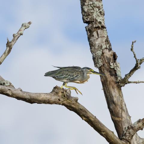 Ein Mangrovereiher (Butorides striata) läuft einen kahlen Ast hinunter. Der Betrachter sieht ihn im Profil.
Der Mangrovereiher ist ein kleiner Reiher mit einer Länge von 35 bis 48 cm und kurzem Hals. Die Flügelspannweite beträgt 52 bis 60 Zentimeter. Das Gefieder ist grau-grün, auf der Bauchseite heller und beinhaltet eine schwarze Kappe mit langem schwarzen Kamm. Der Schnabel ist schwarz, die Beine sind blaßgelb bis orange.