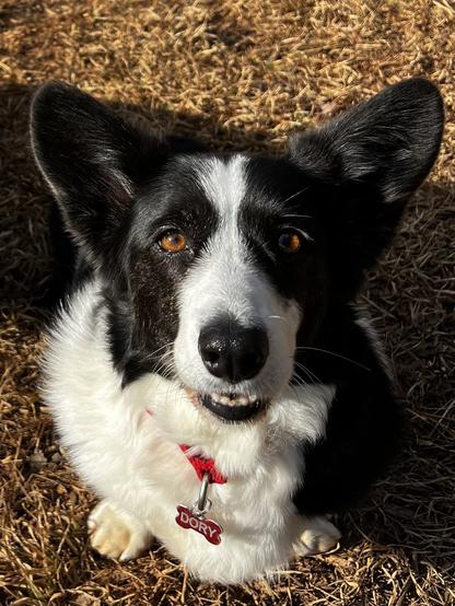 Small black and white corgi dog with enormous ears smiles up at you with her caramel eyes. And bottom teeth showing. She sports a red collar with a dog tag that says her name Dory.