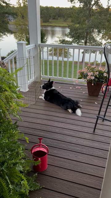 Black and white corgi with white paws and a fluffy white tail sploots on a wooden porch. Around him on the porch are Boston ferns and a red watering can in the foreground, pink begonias in the background. Grass, trees and lake are visible in the distance. A siren wails far away, and the dog begins to howl. He takes a breath and then howls again.