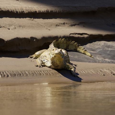 Blick von einem Fluß auf dessen sandiges Ufer. Dort liegt ein großer Brillenkaiman (Caiman yacare). Der Betrachter sieht ihn von vorn. Das Tier hat den Kopf angehoben und schaut interessiert. 
Der Rücken des Brillenkaimans ist dunkeloliv gefärbt, wohingegen die Bauchseite heller und grünlich-gelb bis weiß ist. Er hat einen markanten Knochenwulst vor den Augen, wird meist zwei Meter lang und wiegt bis zu 60 Kilogramm. Die in der Literatur angegebene maximale Größe beträgt 2,70 Meter.